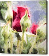 Artistic Rose And Buds Acrylic Print