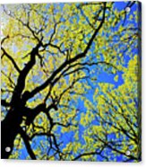 Artsy Tree Canopy Series, Early Spring - # 02 Acrylic Print