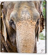 Asian Elephant Acrylic Print