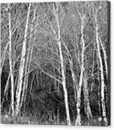 Aspen Forest Black And White Print Acrylic Print