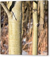 Aspen Glow Acrylic Print