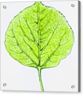 Aspen Leaf - Green Acrylic Print