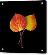 Aspen Leaves Acrylic Print