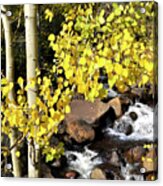 Aspen Leaves Acrylic Print