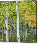Aspens In Autumn 6 - Santa Fe National Forest New Mexico Acrylic Print