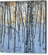 Aspens In Shadow And Light Acrylic Print