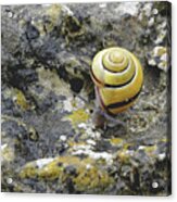 At A Snail's Pace Acrylic Print
