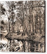 At Swamps Edge Acrylic Print