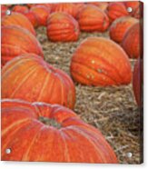 At The Pumpkin Patch Acrylic Print