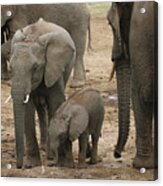 At The Salt Lick 2 Acrylic Print