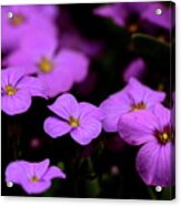 Aubretia Acrylic Print