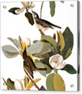 Audubon: Vireo Acrylic Print