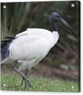 Australian White Ibis Acrylic Print