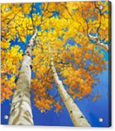 Autumn Aspen Canopy Acrylic Print