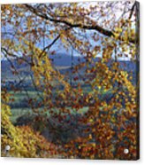 Beech Tree In Autumn Acrylic Print