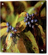 Autumn Berries 6047 Dp_2 Acrylic Print