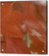 Autumn Bokeh Macro Acrylic Print