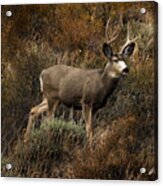 Autumn Buck Acrylic Print