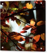 Autumn Changing Acrylic Print