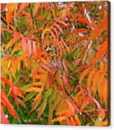 Autumn Color Acrylic Print