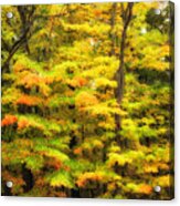 Autumn Colors 4 Acrylic Print