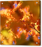 Autumn Colors And Leaves Acrylic Print