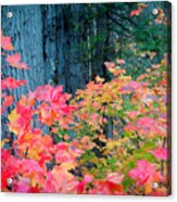 Autumn Forest Acrylic Print