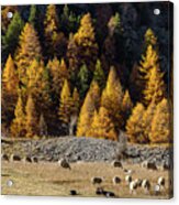 Autumn In French Alps - 17 Acrylic Print