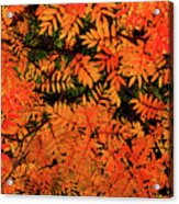 Autumn In Maple Creek Acrylic Print