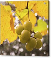 Autumn Muscadine Grapes On The Vine Acrylic Print