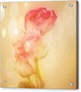 Autumn Roses Acrylic Print