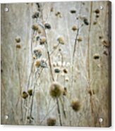 Autumn Seed Heads Acrylic Print