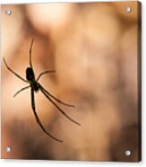 Autumn Spider Acrylic Print