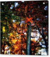 Autumn Splendor Acrylic Print