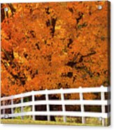 Autumn Sugar Maples Acrylic Print