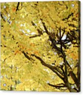 Autumn Tree Acrylic Print