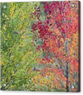 Autumnal Aspen Trees Acrylic Print