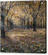 Autumns Strokes Acrylic Print