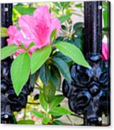 Azalea Blooms Acrylic Print