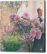 Azalea By Carl Larsson Acrylic Print