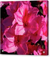 Azaleas Blooming Acrylic Print