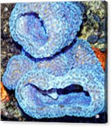 Azure Vase Sponge Impossible Blue Acrylic Print