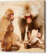 Baboon Family Having Fun In The Desert Acrylic Print
