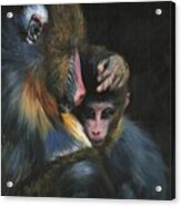 Baboon Mother And Baby Acrylic Print