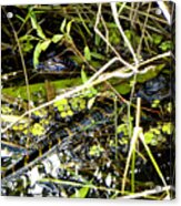 Baby Alligator 001 Acrylic Print