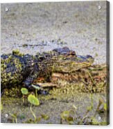 Baby Alligator Acrylic Print