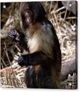 Baby Brown Capuchin Monkey Acrylic Print