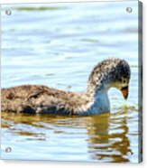 Baby Coot Acrylic Print