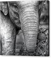 Baby Elephant 1 Acrylic Print