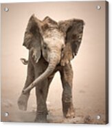 Baby Elephant Mock Charging Acrylic Print